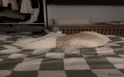 Mini Lop rabbits for sale: Biscuit & Blossom  - Image 6