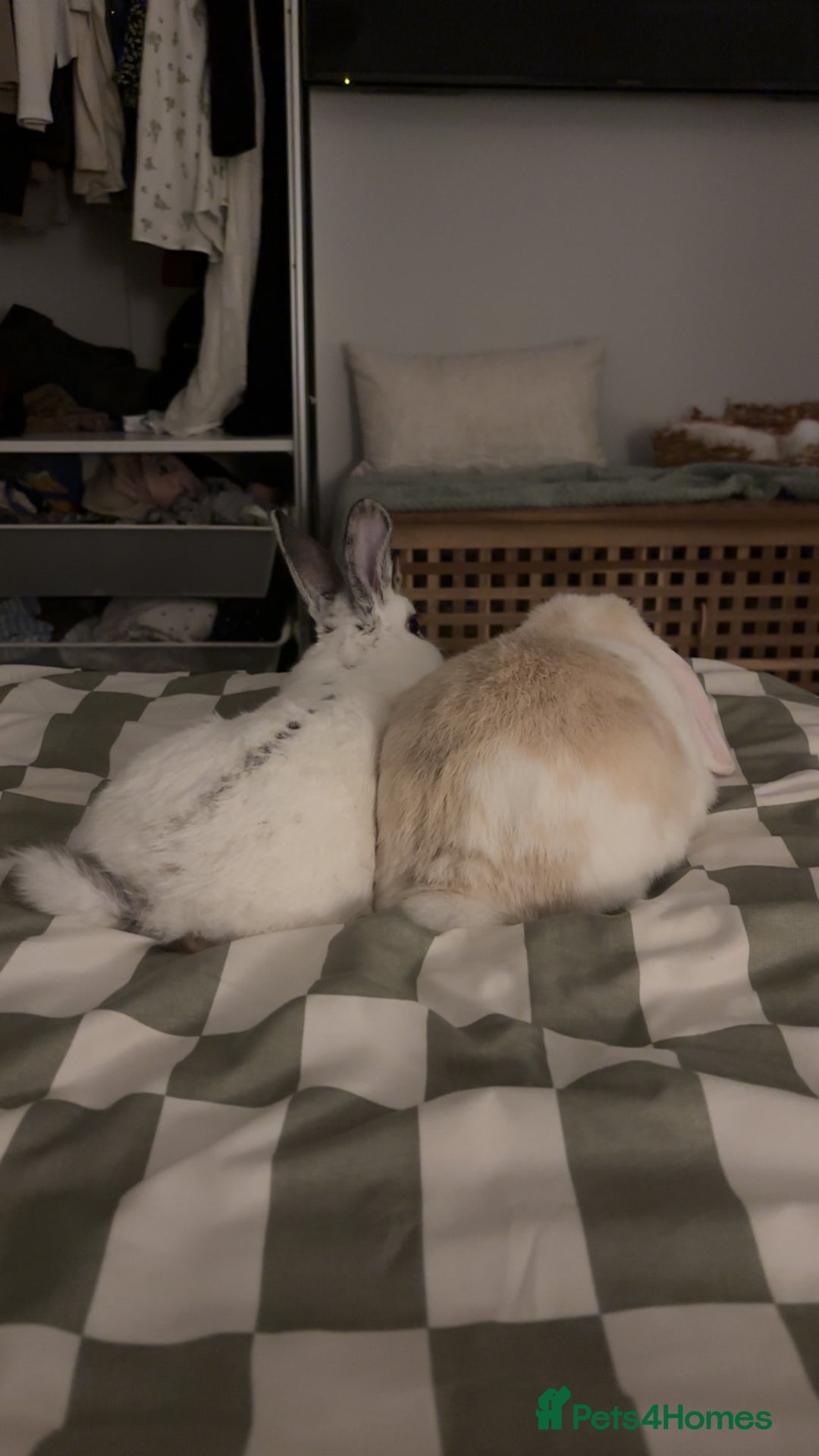 Mini Lop rabbits for sale: Biscuit & Blossom  - Image 6