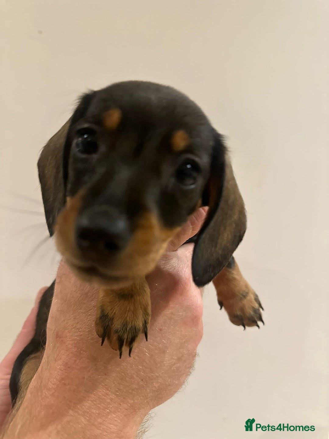 Dachshund dogs for sale: Dachshund puppies  - Advert 34