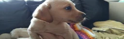 Labrador Retriever dogs for sale: Here come the boys! - Advert 10