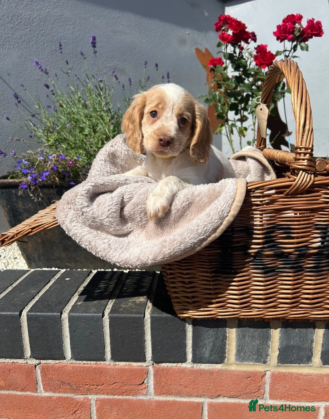 Cocker Spaniel dogs for sale: 🩷KC REGISTERD COCKER SPANIEL CHAMPION BLOODLINE🩵 in Bridport - Advert 2