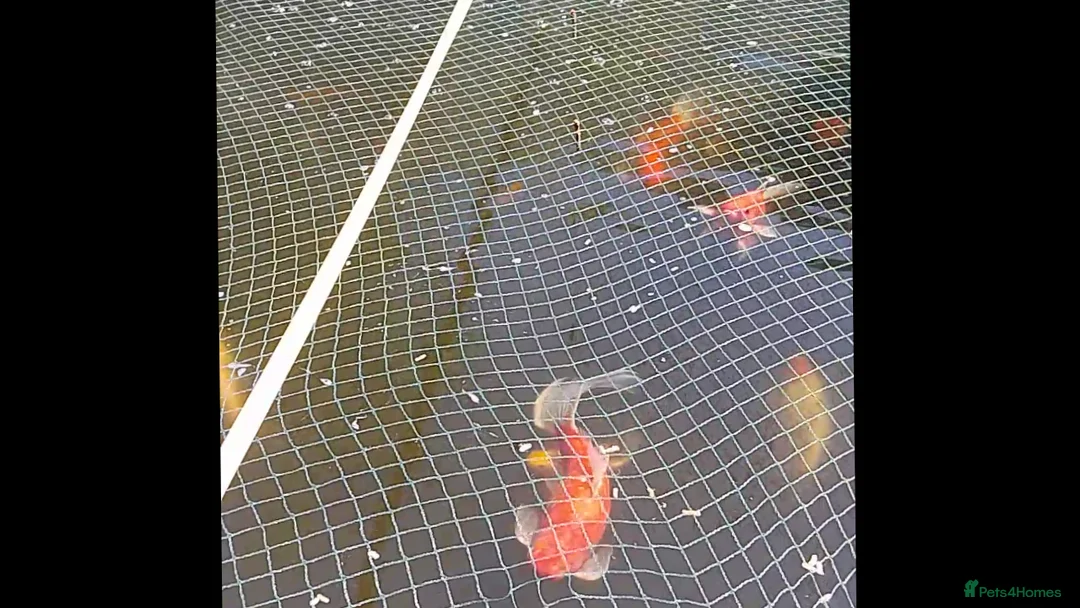 Koi Carp fish for sale: Pond fish mixed ages and sizes in Lancing - Advert 5