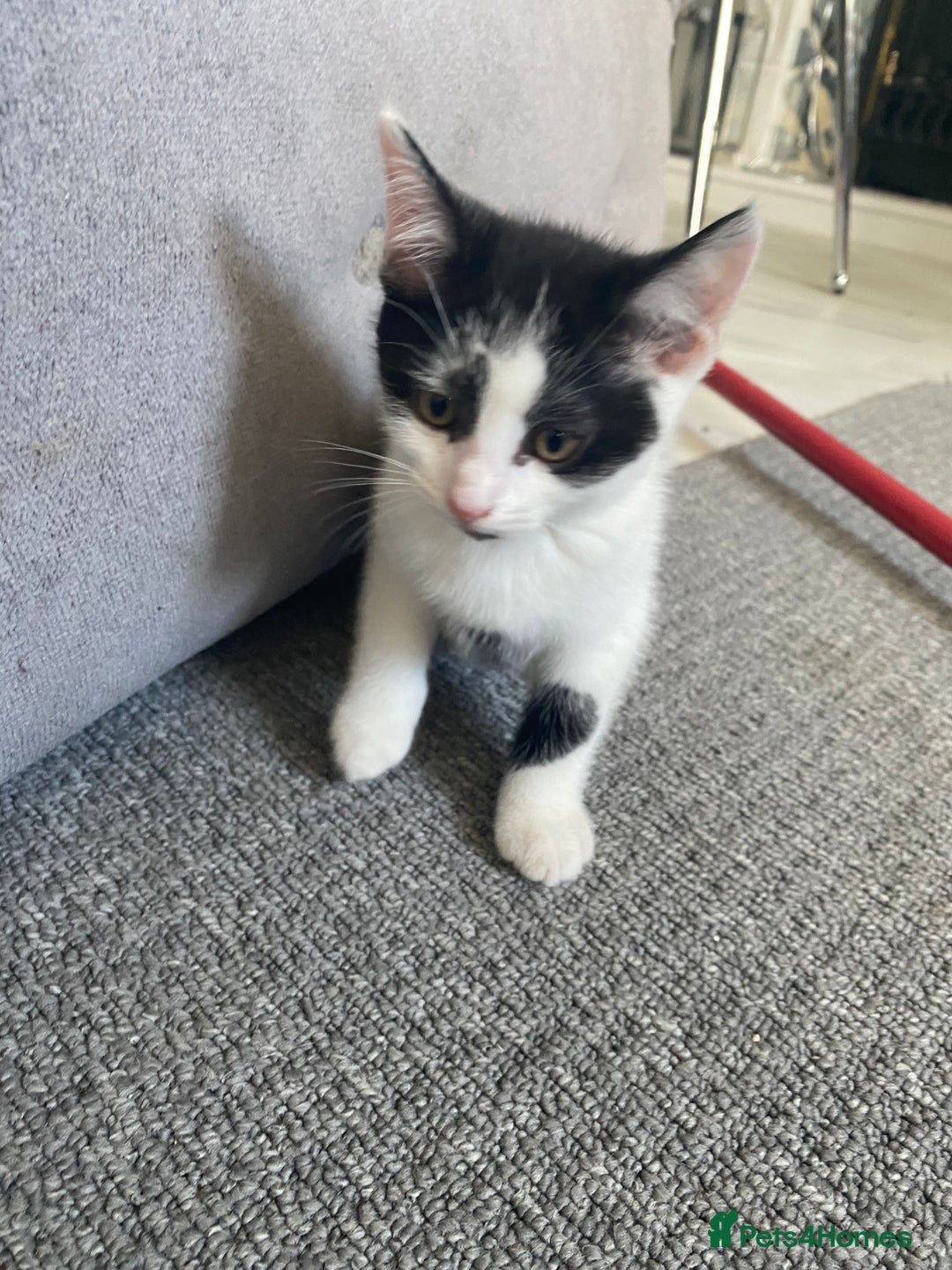 Mixed Breed cats for sale: 4 male kittens  - Image 4