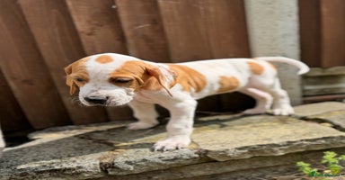 Pointer dogs - Advert 1