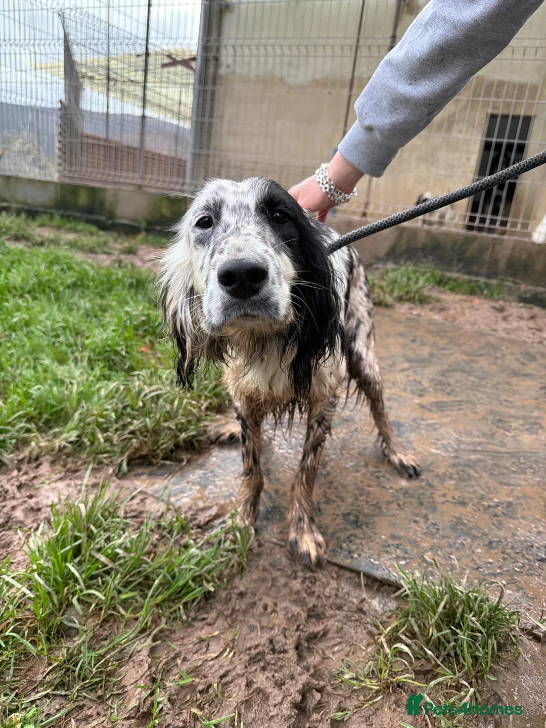 English Setter dogs for adoption: Dama  - Advert 12