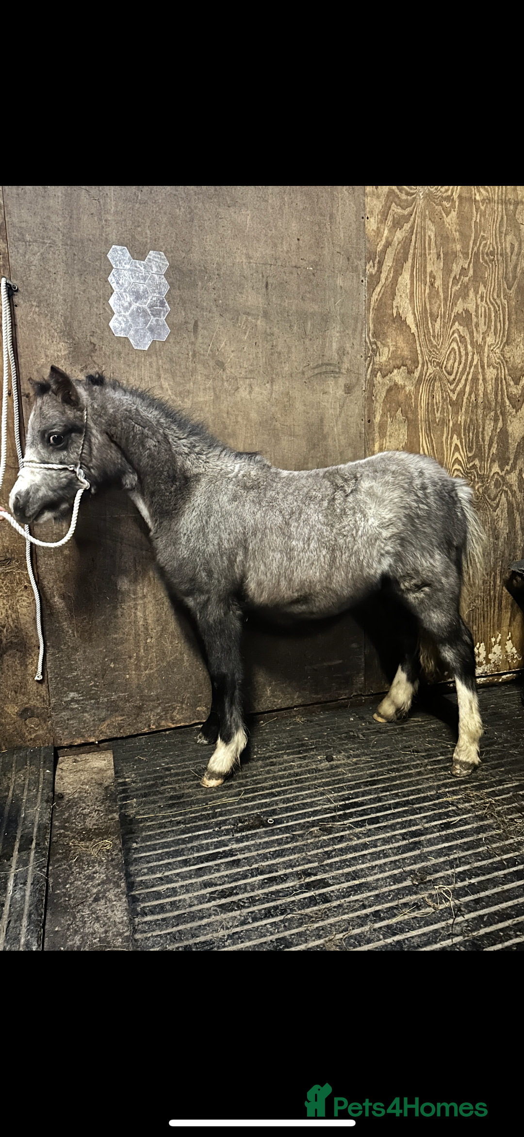 Welsh Section A horses for sale: Section A Foals, to Make Approx 12.2hh - Advert 4