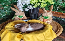 Mini Lop rabbits for sale: Pure female mini lop - Image 1