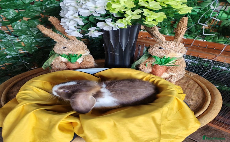 Mini Lop rabbits - Advert 8
