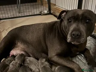 Staffordshire Bull Terrier dogs Staffordshire Bull Terrier Puppies - Advert 2