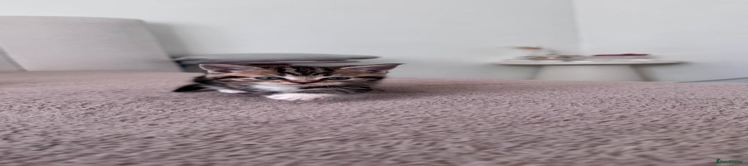 Scottish Fold Kitten 1