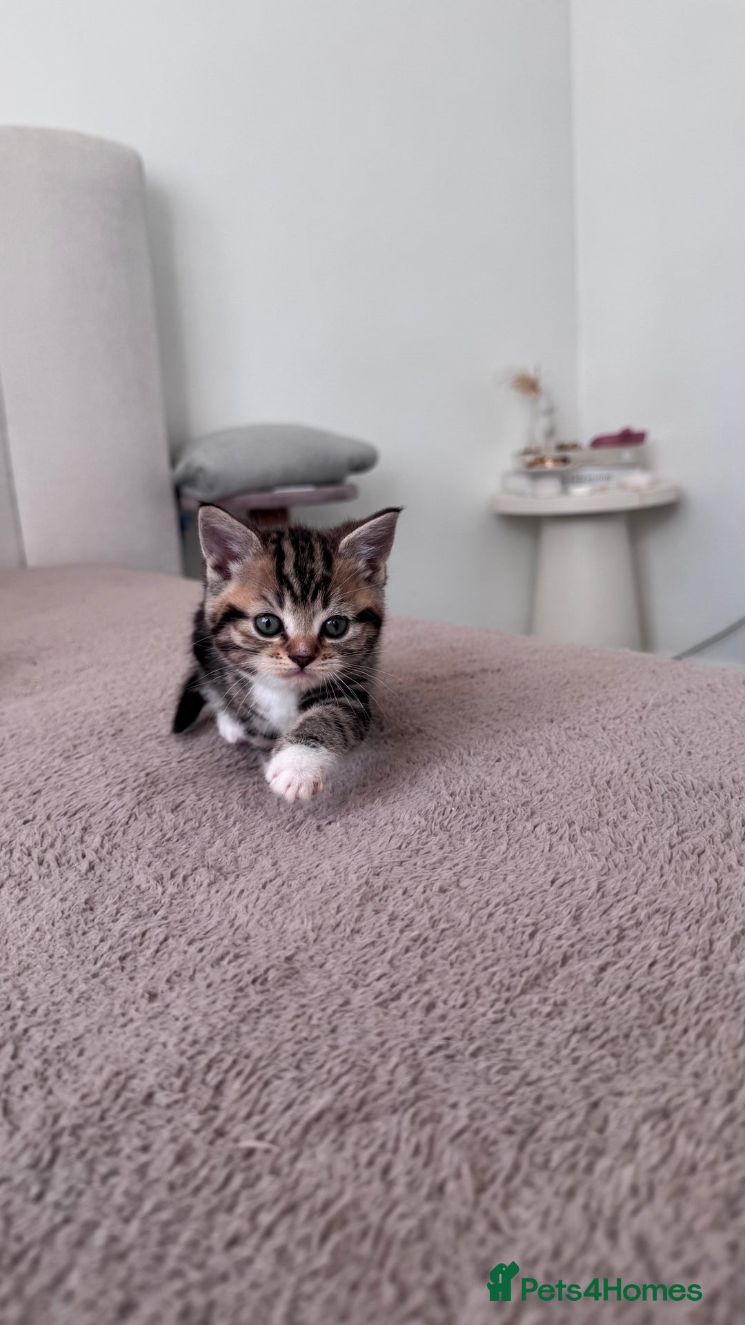 Scottish Fold cats for sale: Scottish fold X Scottish straight  - Advert 14