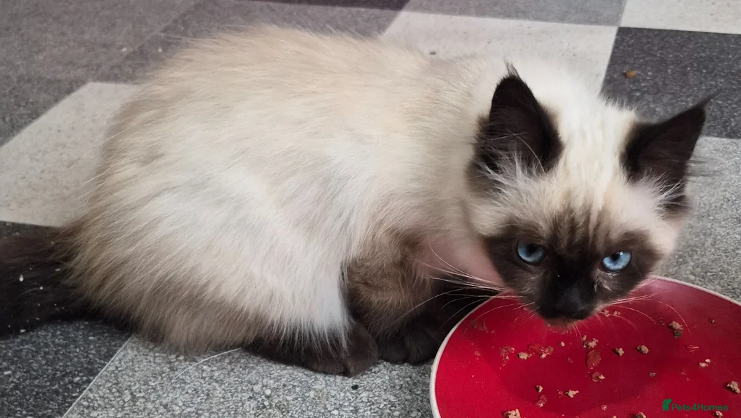 Ragdoll cats for sale: Stunning Male Ragdoll x Persian Kitten  - Advert 2