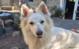 White Swiss Shepherd dogs for adoption: Selkie, White Swiss Shepherd in need of new home.  - Image 6