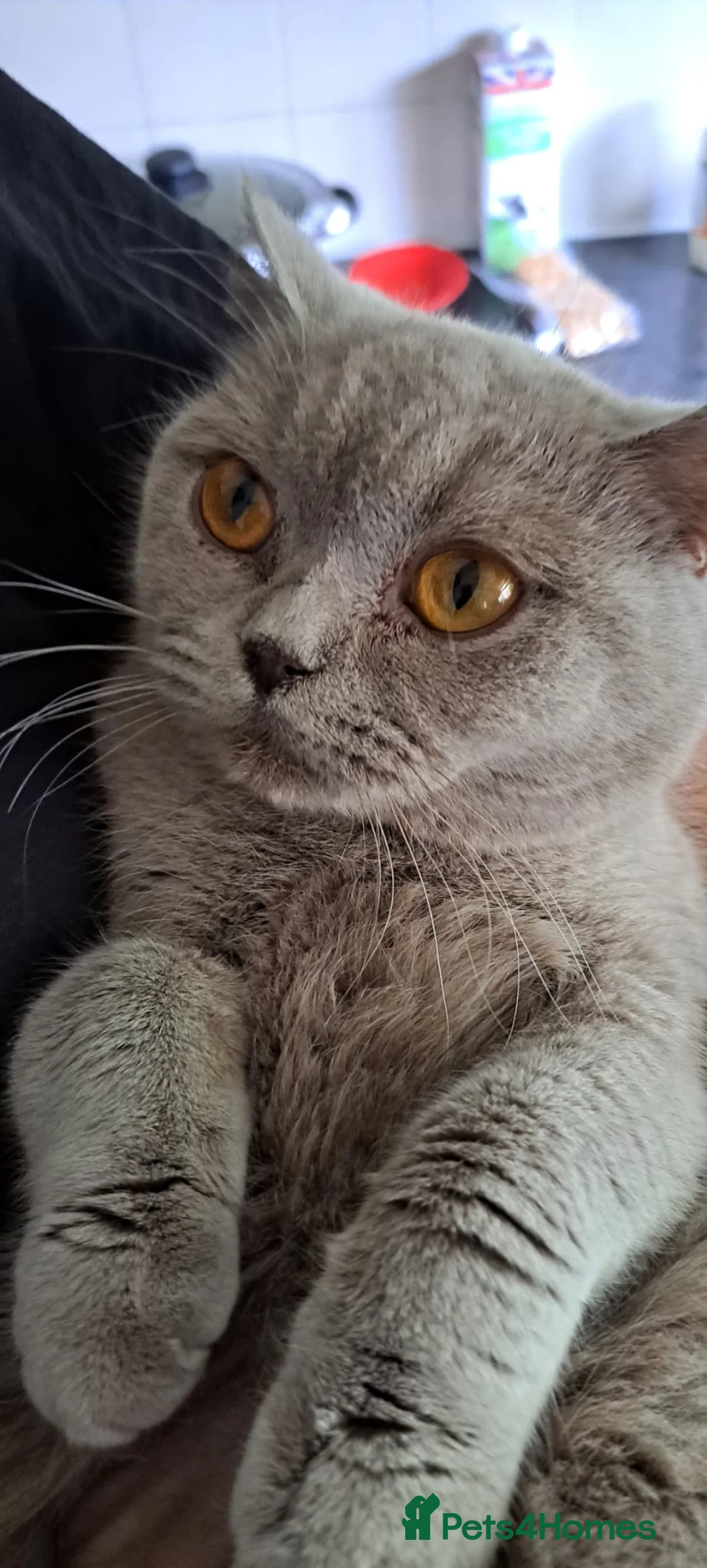 British Shorthair cats for sale: British short-hair - Advert 4