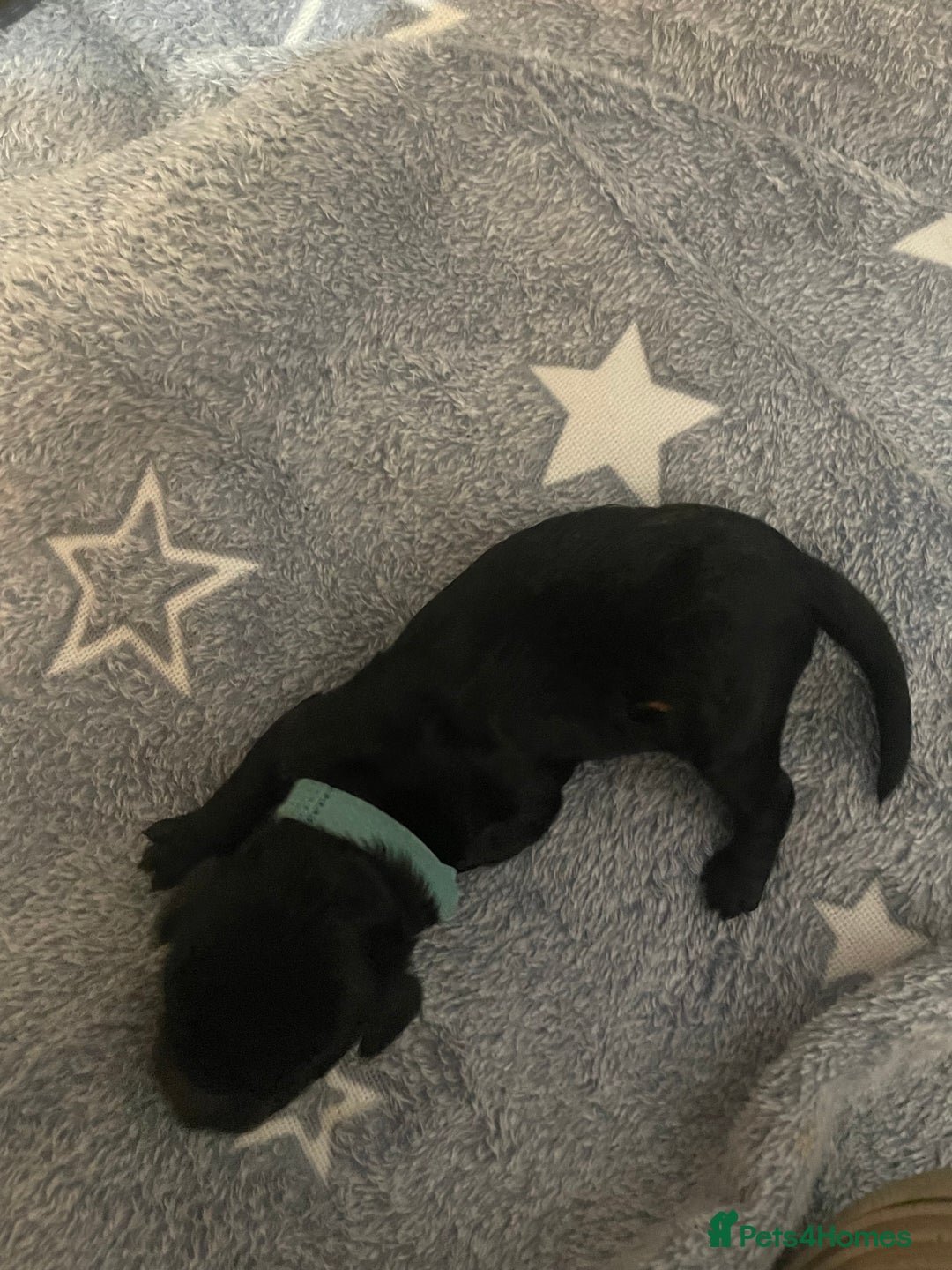 Cockapoo dogs for sale: 🐾 only one girl left F2 Cockapoo Puppies 🐾 - Advert 14