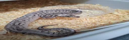 Mixed Breed reptiles for sale: Ball pythons, tarantula, African land snails - Advert 14