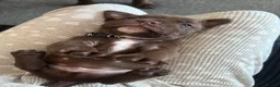 Mixed Breed dogs for sale: OLDE STAFF ENGLISH BULLDOGGE - Advert 26