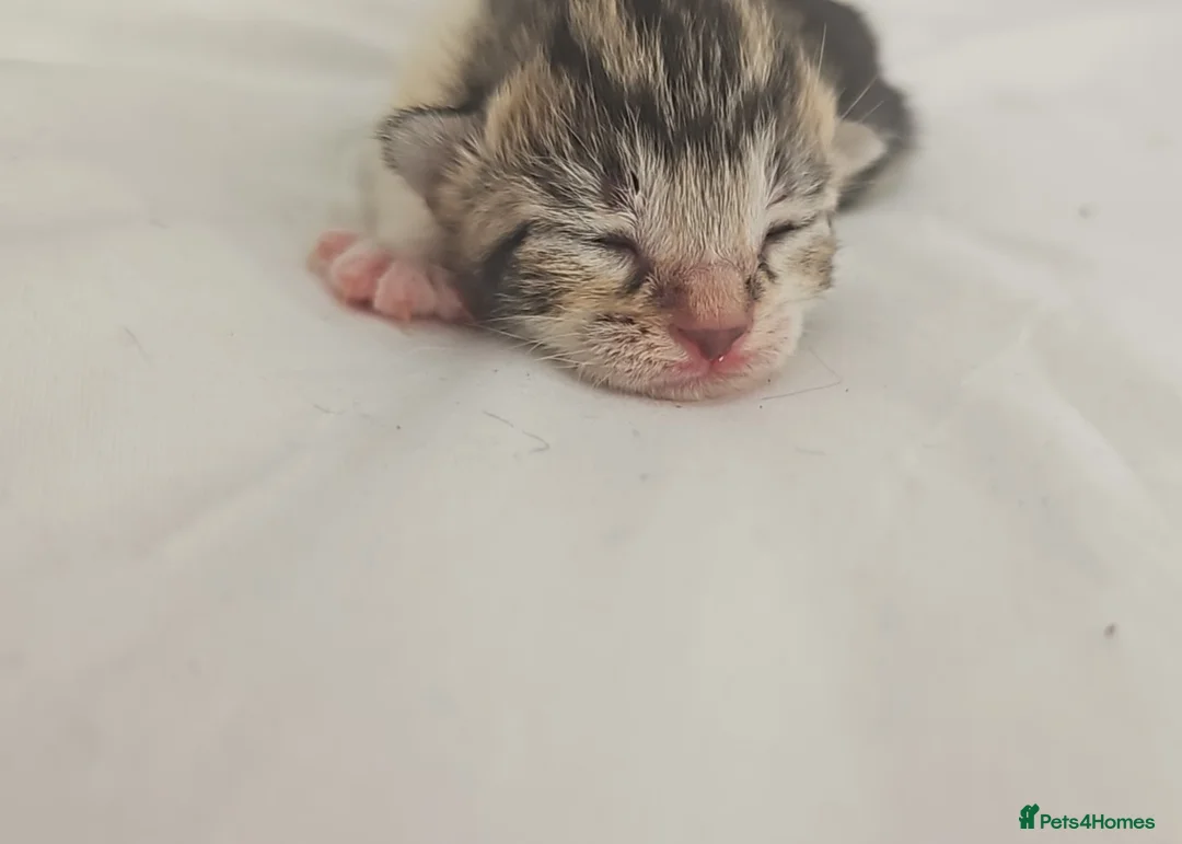 Mixed Breed cats for sale: Mixed Breed Kittens (Please see other advert) in Spalding - Advert 5