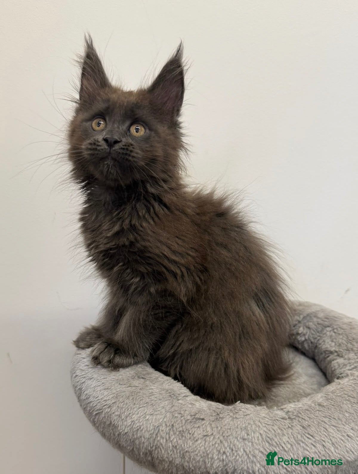 Maine Coon cats Pedigree GCCF Russian Kazakhstan import line - Advert 15