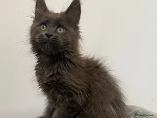 Maine Coon cats Pedigree GCCF Russian Kazakhstan import line - Advert 15