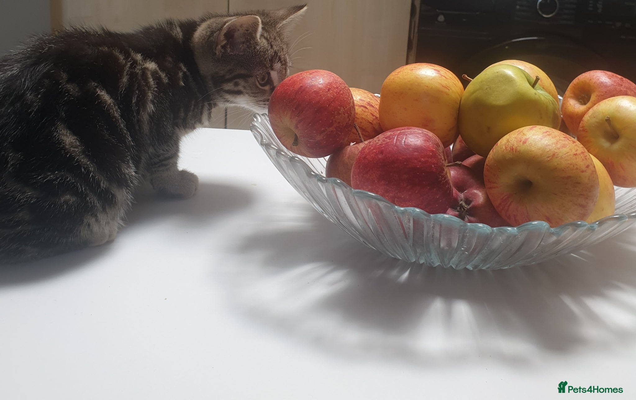 Mixed Breed cats Mixed Breed Kittens Ready Now – 5 Available - Advert 2