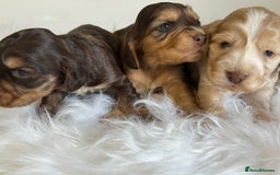 Cocker Spaniel dogs for sale: KC Health Tested Show Cocker Spaniels  - Image 5