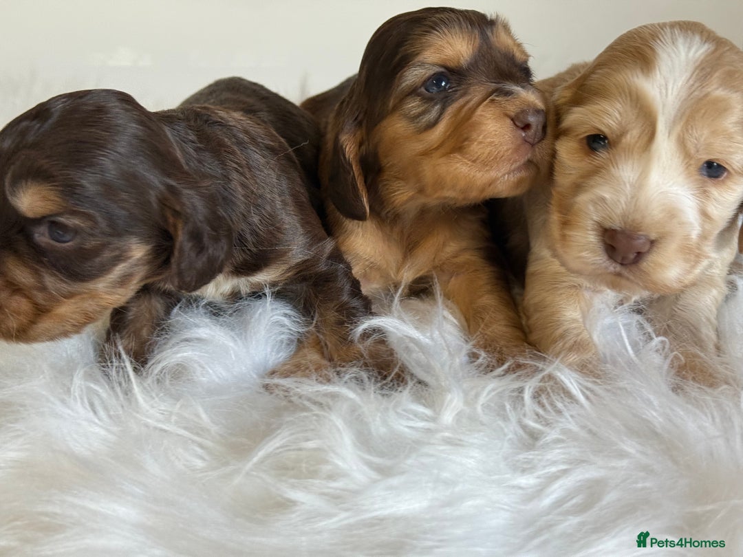 Cocker Spaniel dogs for sale: KC Health Tested Show Cocker Spaniels  - Image 5
