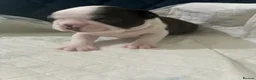 Boston Terrier dogs for sale: Boston for sale - Advert 5