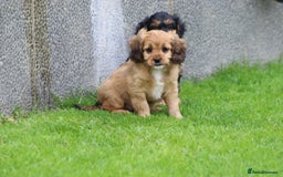 Cavapoo dogs for sale: F1 Cavapoo puppies for sale - Image 13