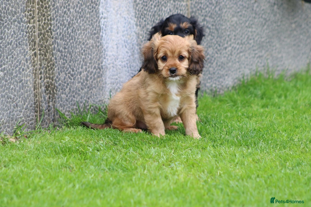 Cavapoo dogs for sale: F1 Cavapoo puppies for sale - Image 13