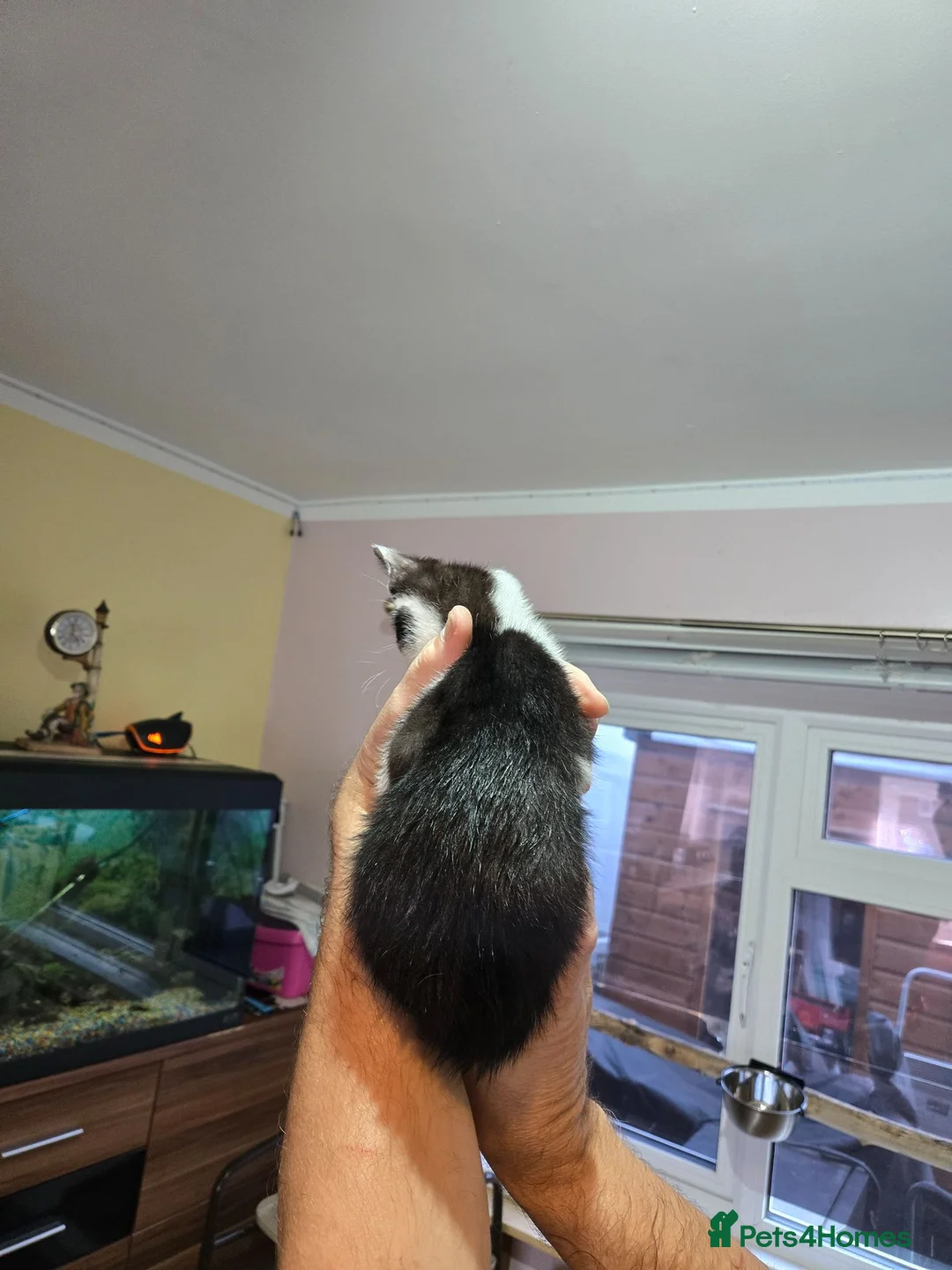 Sphynx cats for sale: Sphynx cross tuxedo  - Advert 10