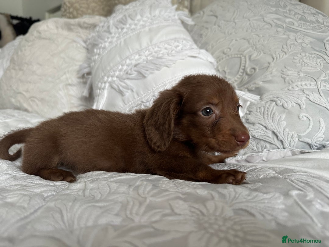 Miniature Dachshund dogs for sale: 🐾Mini long haired dachshunds🐾 - Advert 16