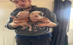 Olde English Bulldogge dogs for sale: English bulldogs  - Image 3