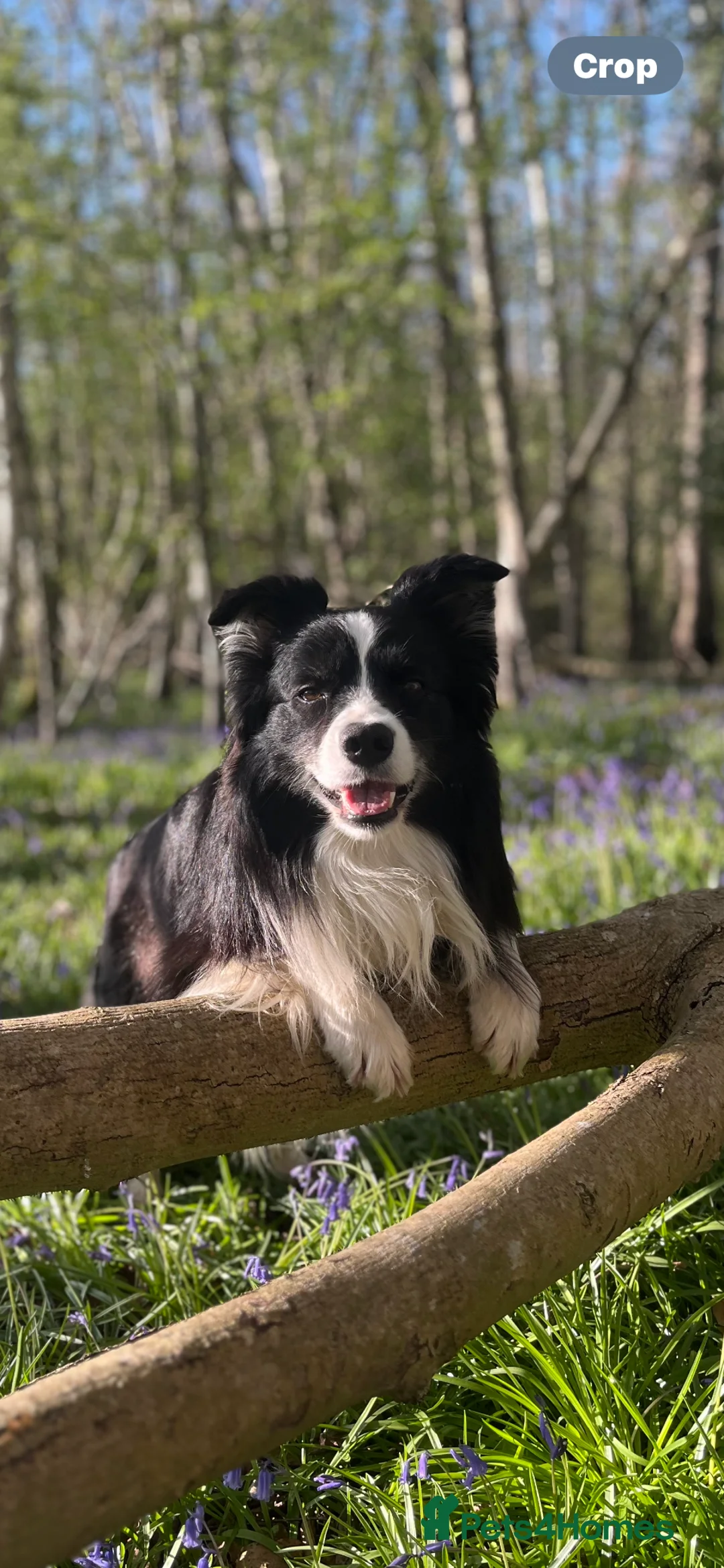 Border Collie dogs for stud:  Kc registered very successful show, agility dog - Advert 6