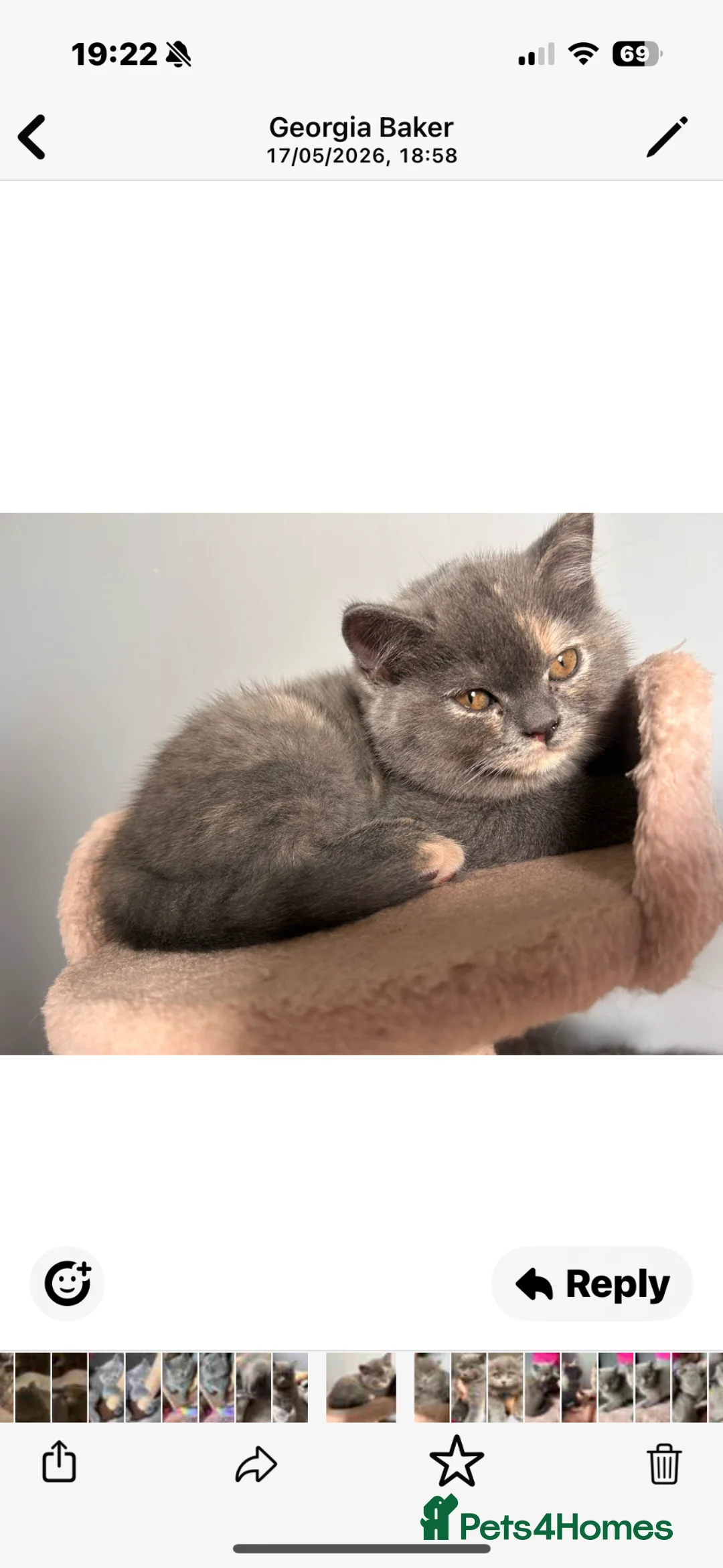 British Shorthair cats for sale: British short /longhair gccf  kittens  - Advert 2