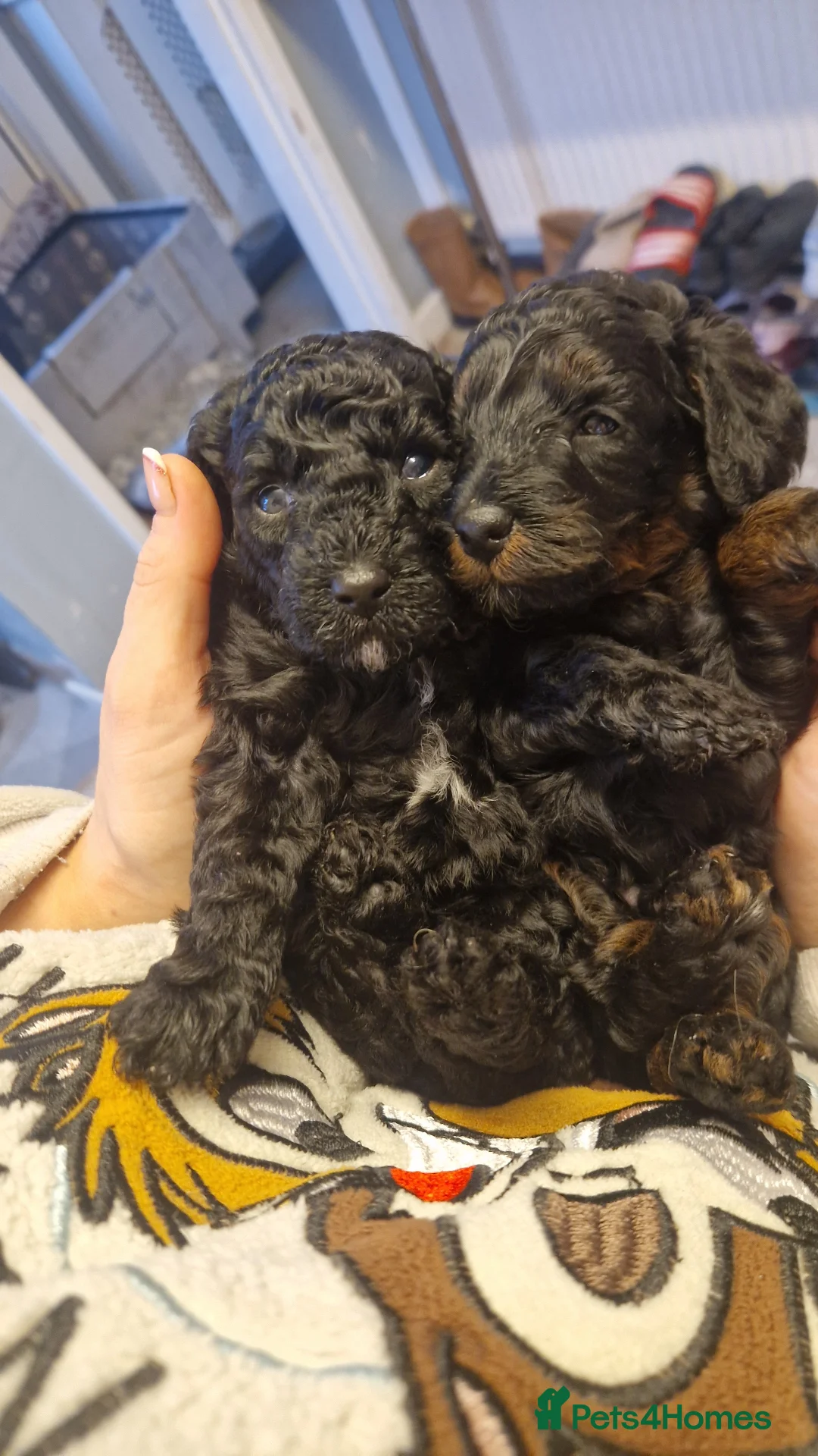 Cockapoo dogs for sale: Toy cockerpoos  - Advert 11