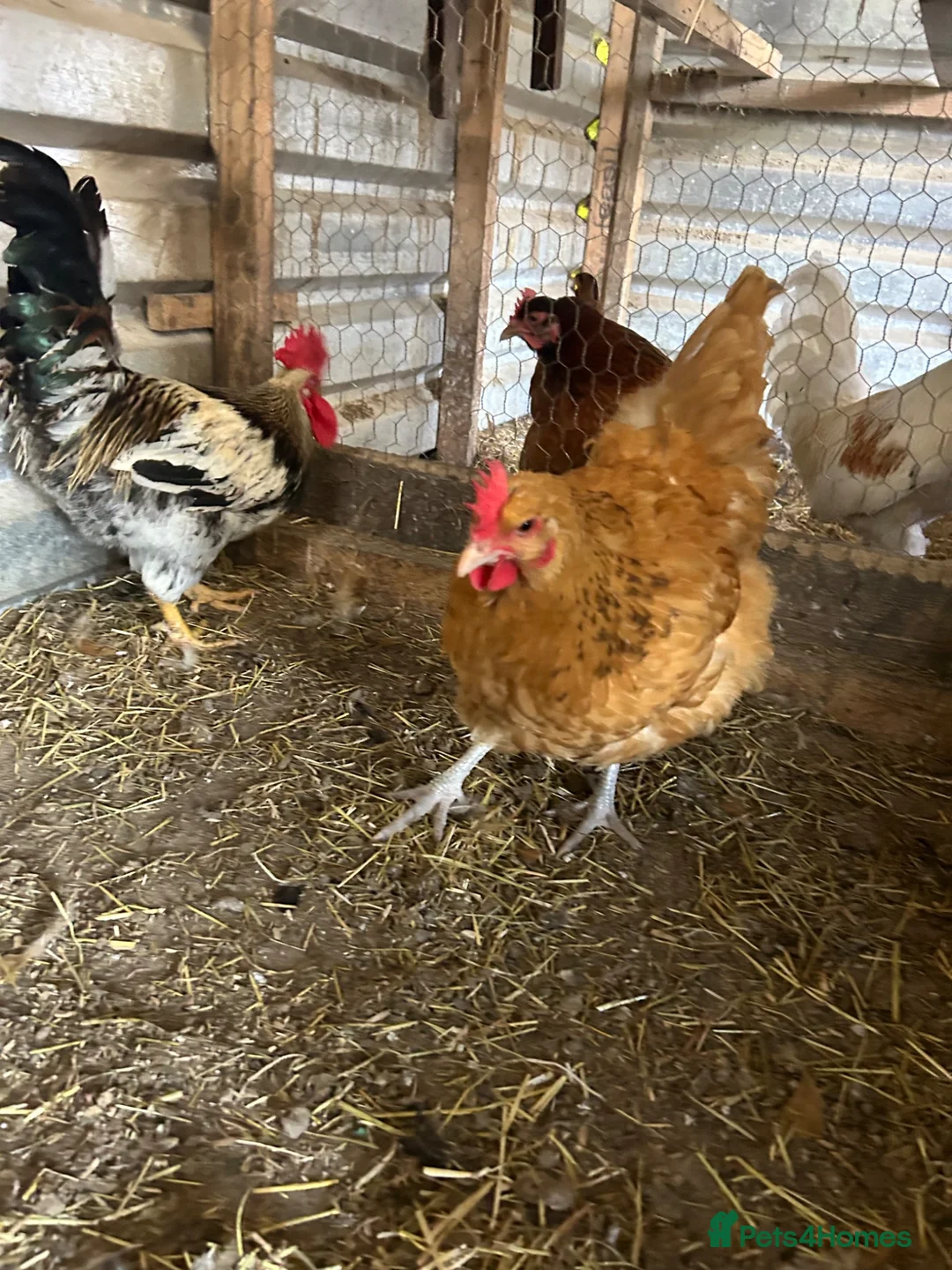 Chickens poultry for sale: Light Sussex/buff Sussex pair in Hartlepool - Advert 2