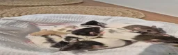 Rat rodents for sale: Baby rats Beautiful  - Advert 4