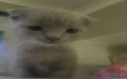 Scottish Fold cats for sale: Scottish fold kittens for sale  - Image 6