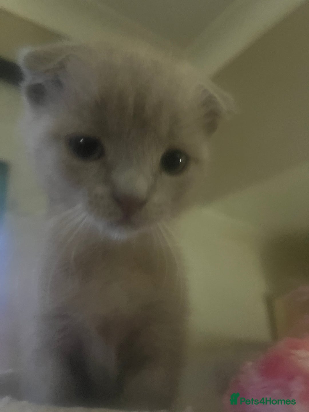 Scottish Fold cats for sale: Scottish fold kittens for sale  - Image 6