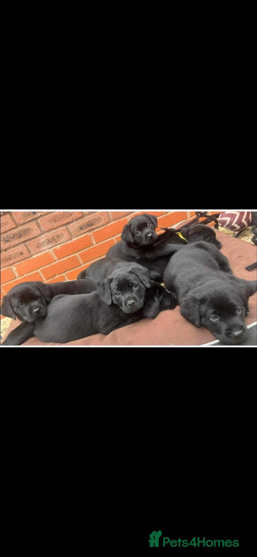 Mixed Breed dogs Lab X rottie pups  - Advert 9