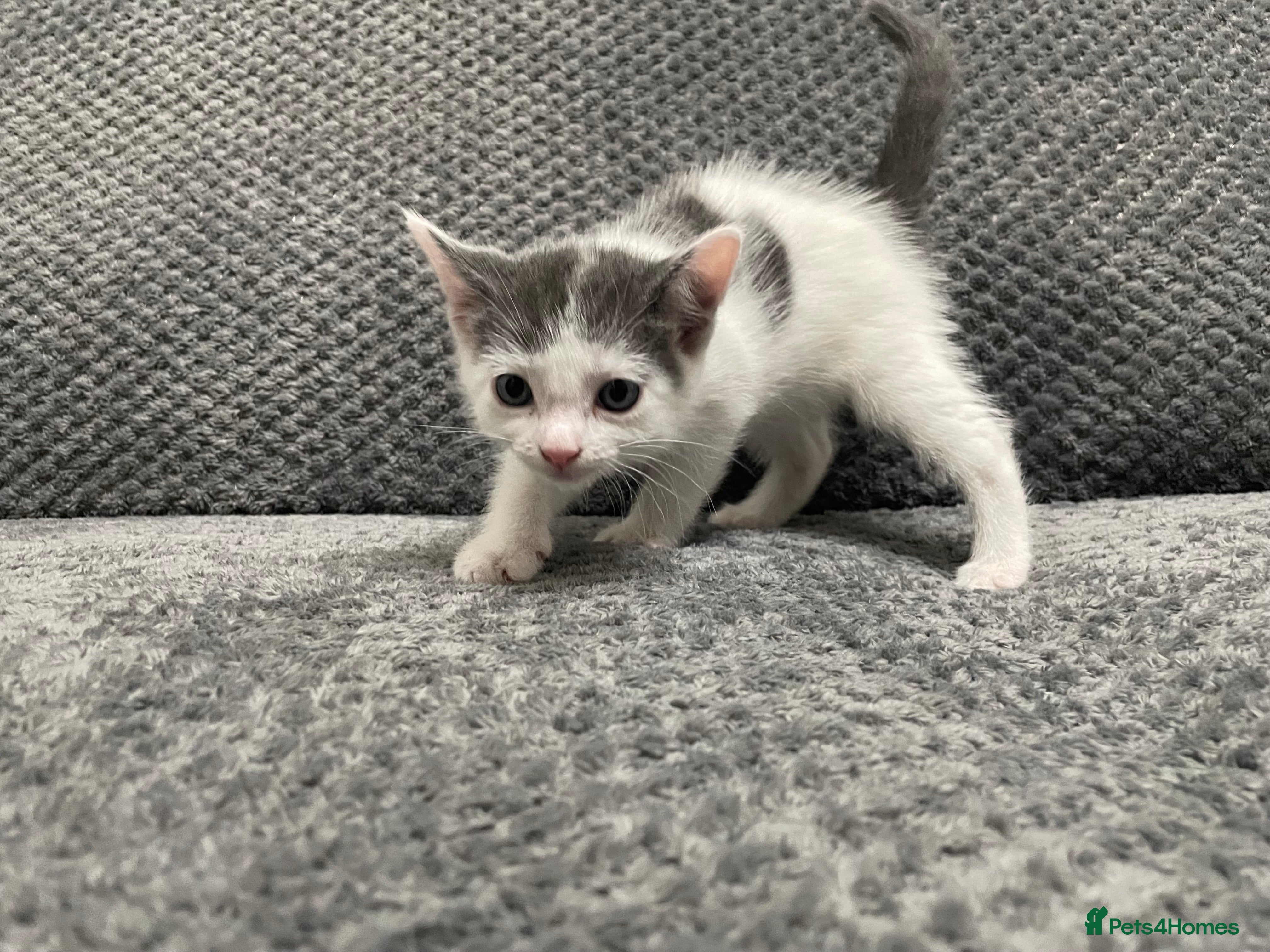 Mixed Breed cats Gorgeous grey, white and tabby kittens for sale - Advert 1