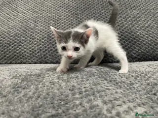 Mixed Breed cats Gorgeous grey, white and tabby kittens for sale - Advert 1