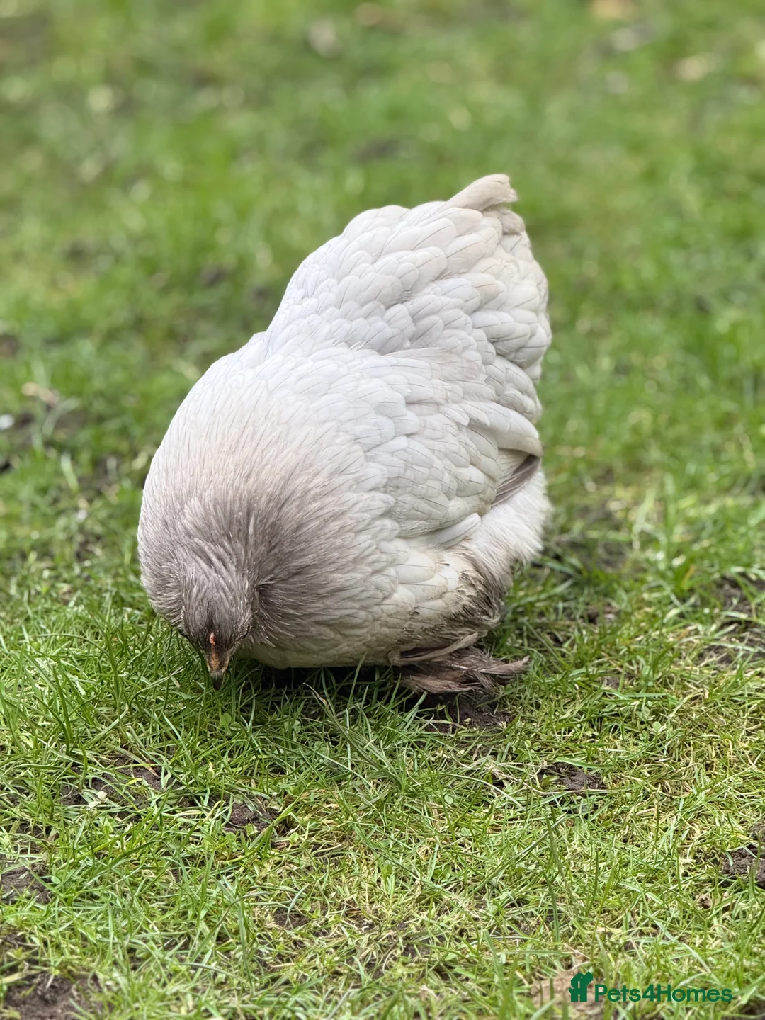 Chickens poultry for sale: Pekin bantam lavender  - Advert 6