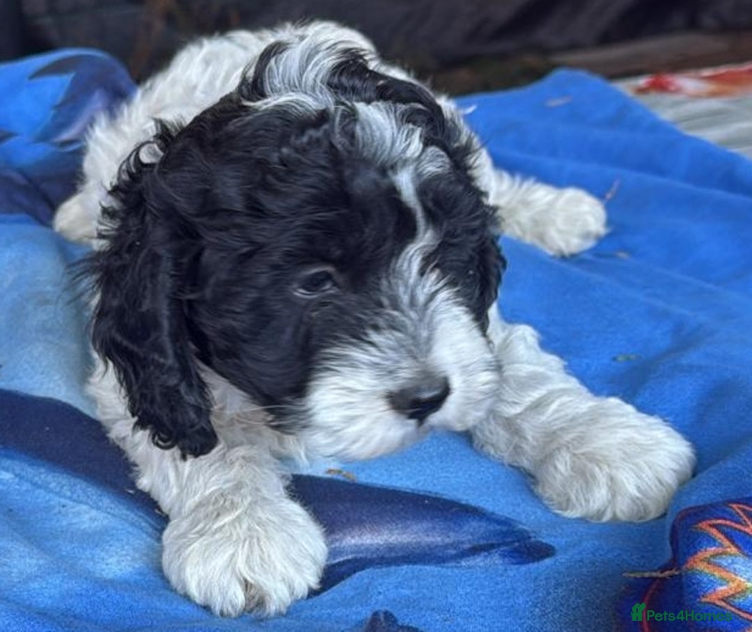 Mixed Breed dogs for sale: Lagotto Romagnolo X Bishon Frise - Image 2