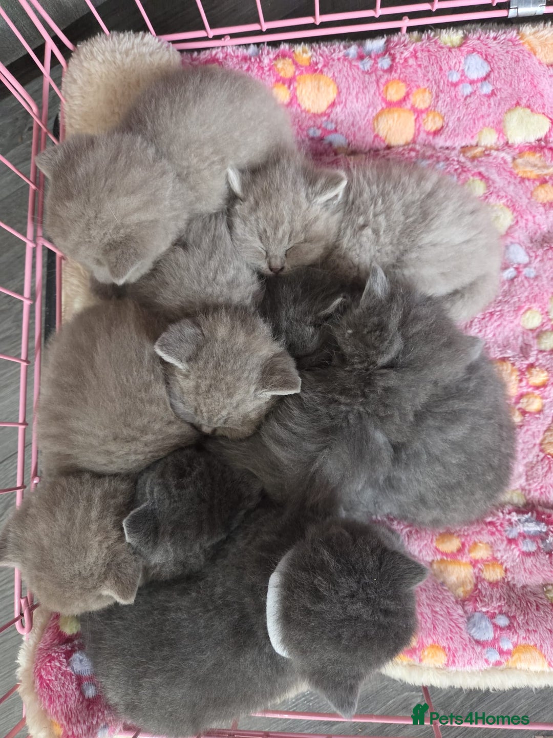 British Shorthair cats for sale: British shorthair kittens lilac/blue - Image 4