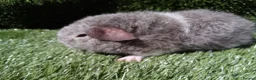 Guinea Pig rodents for sale: Rex guinea pigs  - Advert 14