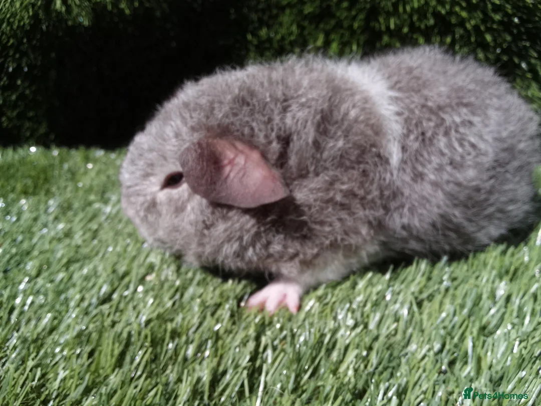 Guinea Pig rodents for sale: Rex guinea pigs  - Advert 2