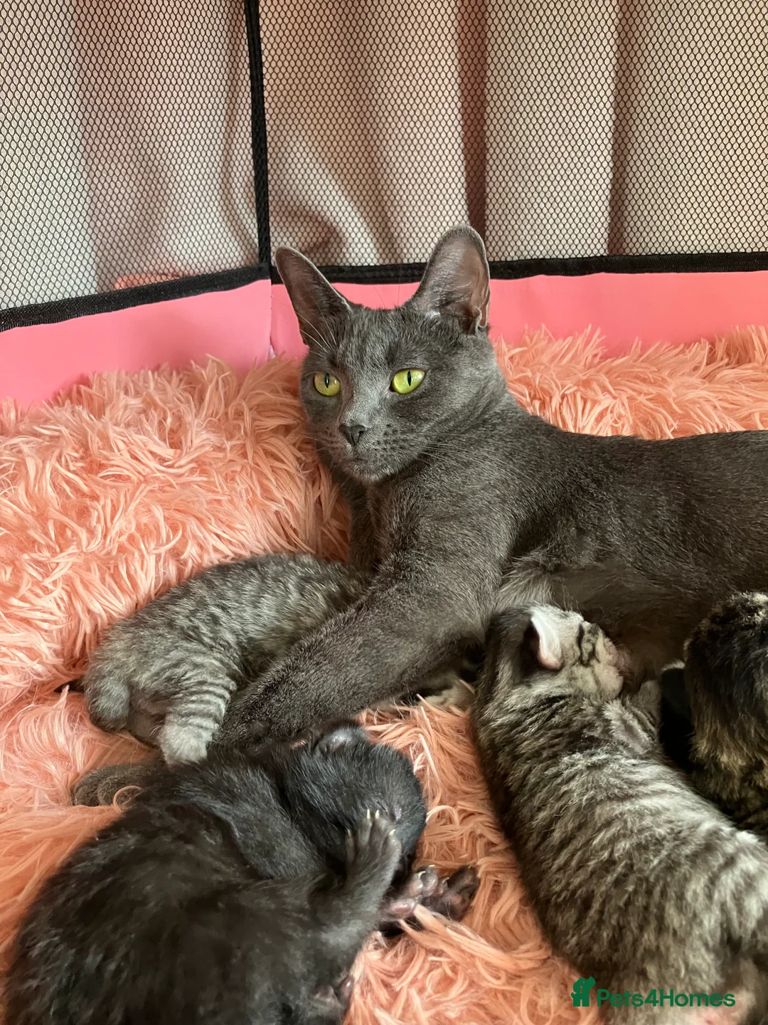 Russian Blue cats for sale: Silver and black tabby kittens  - Advert 11