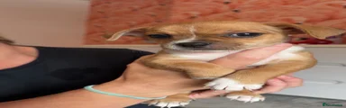 Chihuahua 1